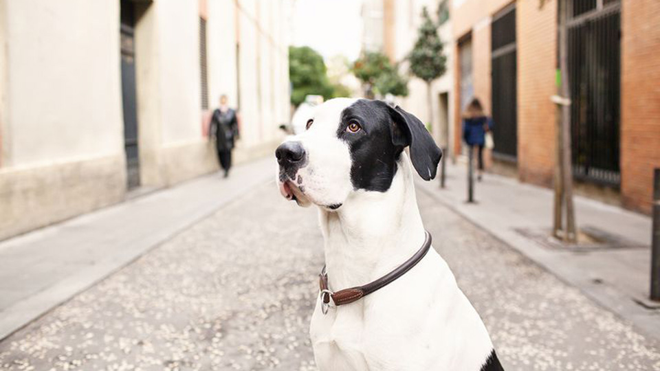 Pet friendly Barcelona 