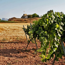 Montserrat, Tapas and Wine 