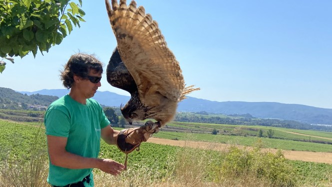 Vol de Rapinyaries a Sumarroca